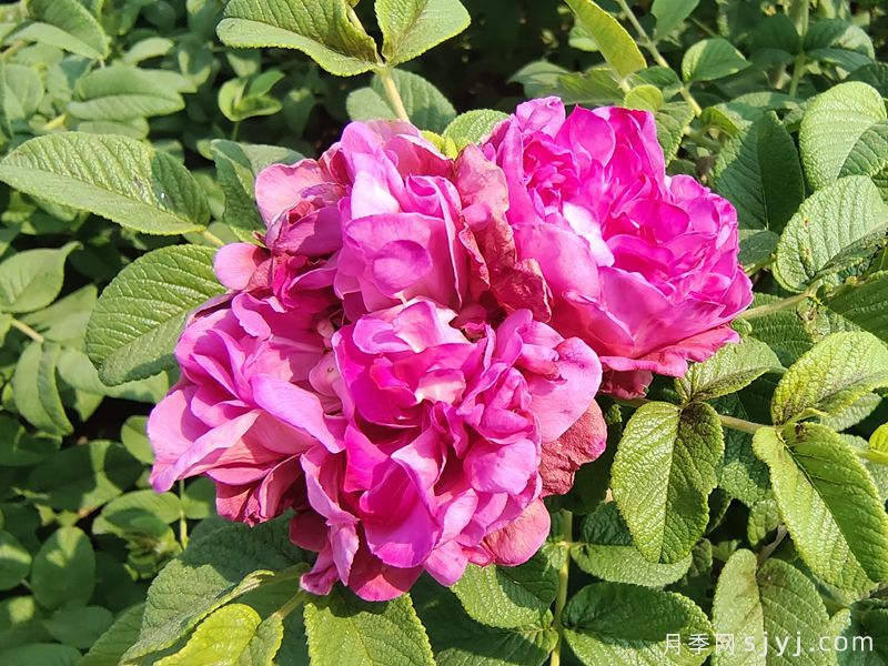 平阴一号玫瑰/丰花玫瑰(图1) 平阴一号玫瑰/丰花玫瑰(图1)