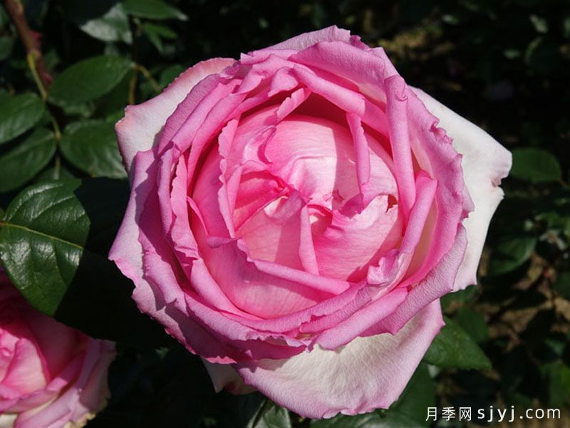 巴尔扎克的荣耀月季Honore de Balzac(图1)