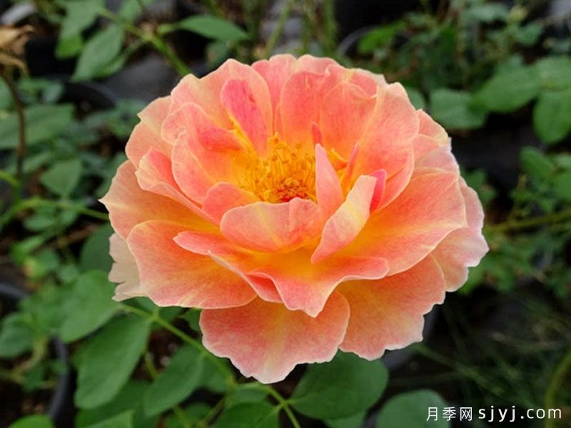 巴黎少女月季/巴黎女士月季La Parisienne(图1) 巴黎少女月季/巴黎女士月季La Parisienne(图1)