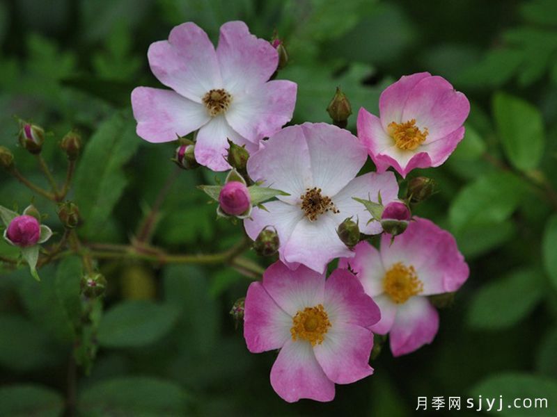 芭蕾舞女月季Ballerina(图2)