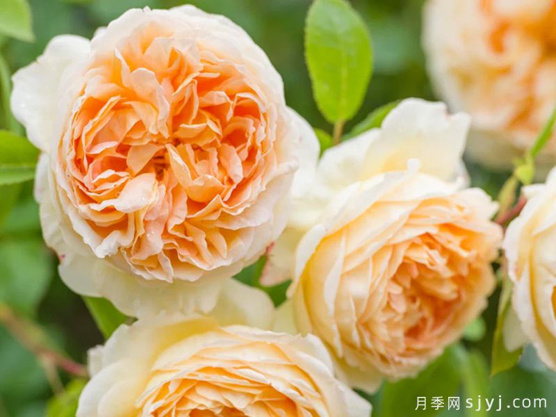 芭思希芭月季/所罗门王月季Bathsheba(图2)