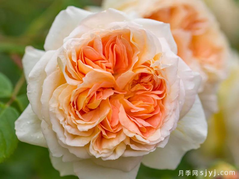 芭思希芭月季/所罗门王月季Bathsheba(图3)