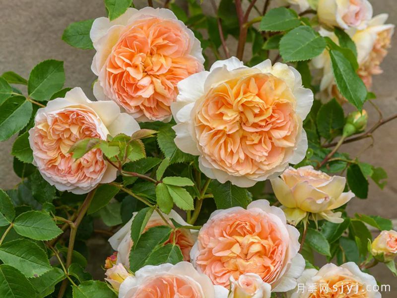 芭思希芭月季/所罗门王月季Bathsheba(图4)