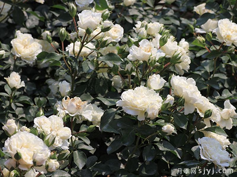 白米农月季/白色玫迪兰/白色梅兰蒂娜White Meidiland(图3)