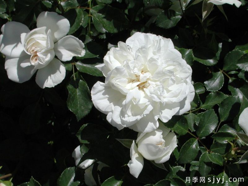 白米农月季/白色玫迪兰/白色梅兰蒂娜White Meidiland(图5)