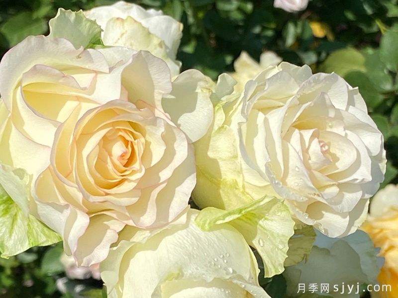 白色艾莎月季/白艾莎White Jumilia(图2)