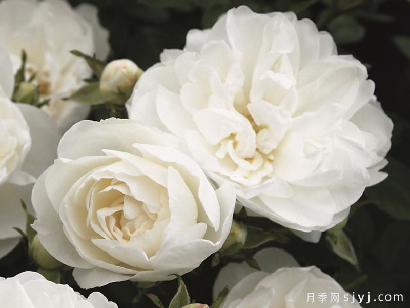 白色宝贝月季/白色樱儿White Babyflor(图1)