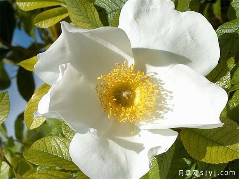白色惊喜月季White Surprise(图1)