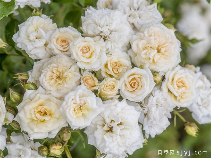 白色漂流月季White Drift(图2)