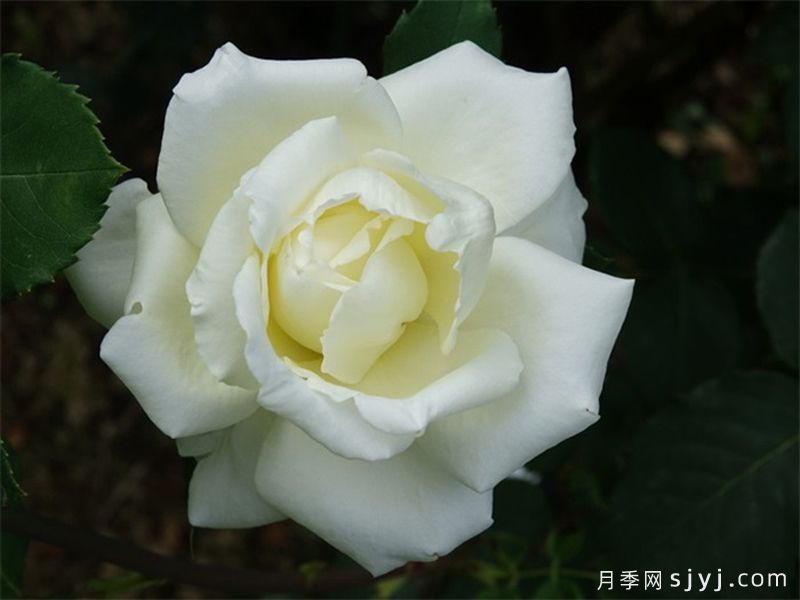 白色圣诞月季/白圣诞月季White Christmas(图1)