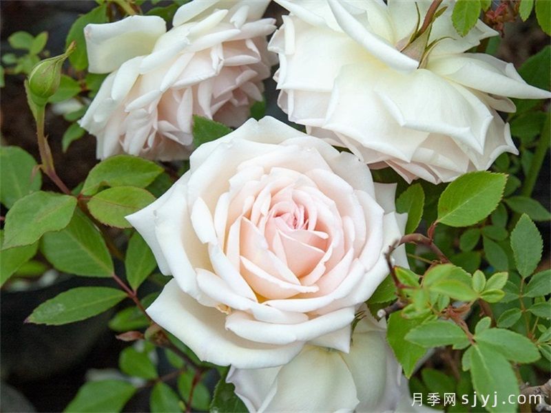 白薇夫人月季Madame Bravy(图2)