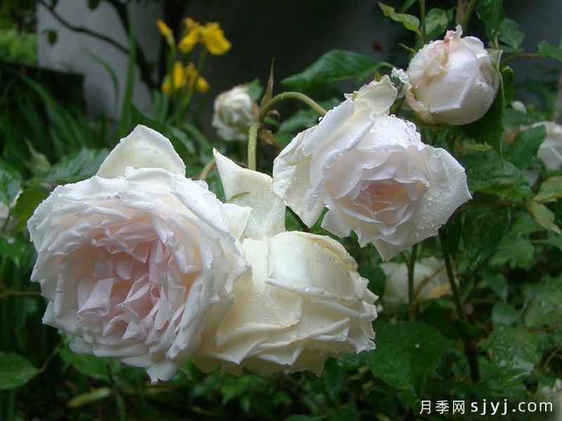 白薇夫人月季Madame Bravy(图3)