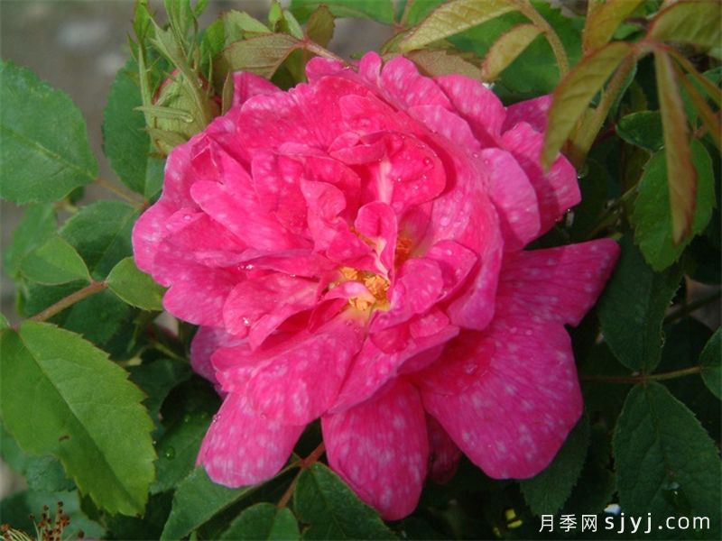 斑纹月季Marbree(图1)