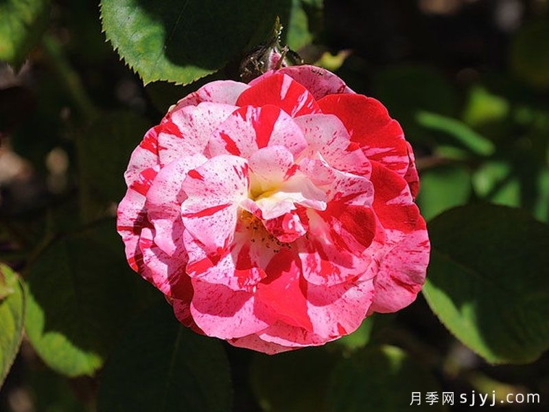 薄荷漩涡月季Peppermint Swirl(图2)