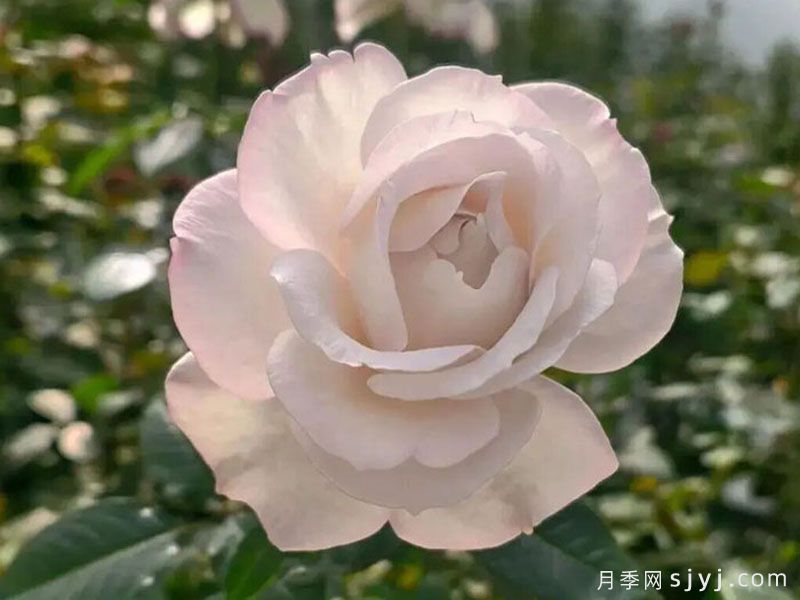 宝华月季/二舅刘宝华(图1)
