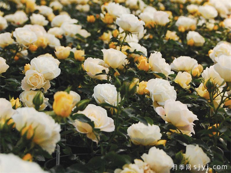 爆米花漂流月季Popcorn Drift(图2)