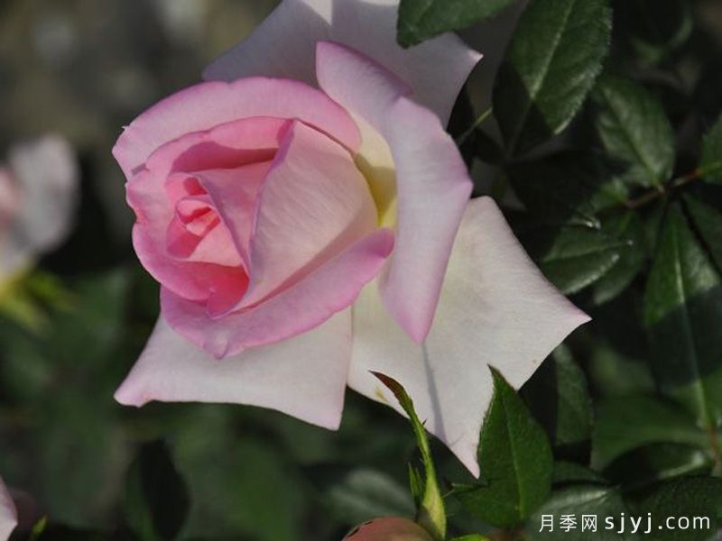 卑弥呼月季Himiko(图1)