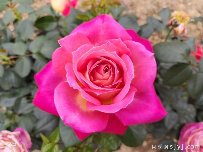 北极风神月季(图2)
