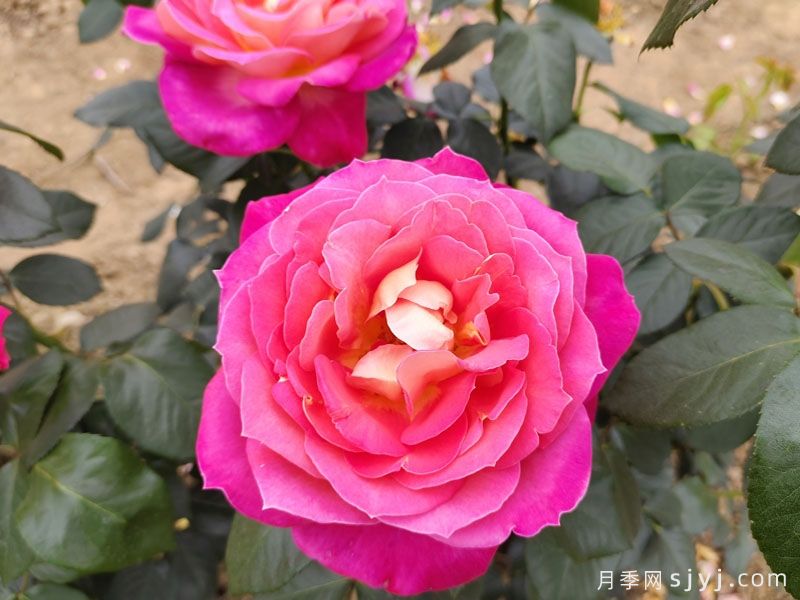 北极风神月季(图4)