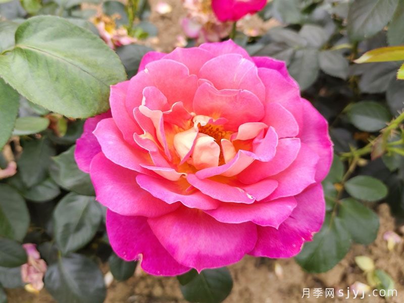 北极风神月季(图5)