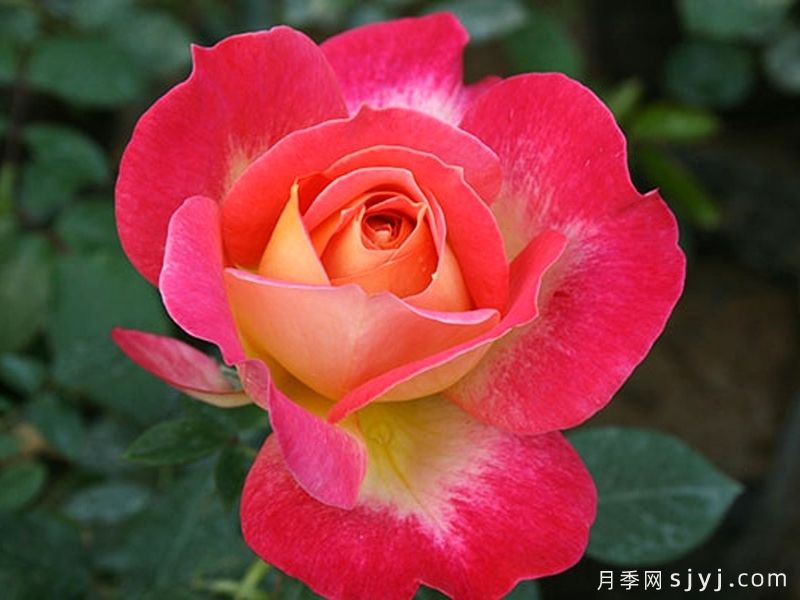 北极风神月季(图6)