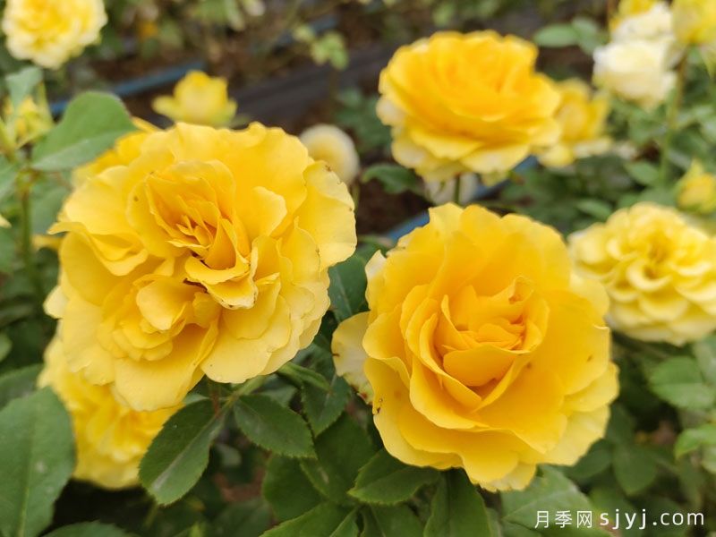 贝壳月季Shell(图2)
