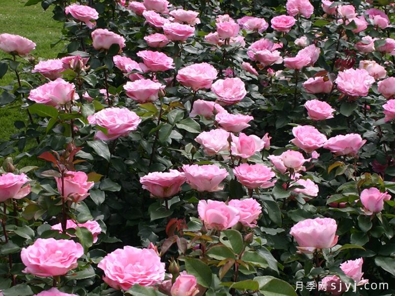 比弗利月季/激情香水/粉红完美/索菲达旺Beverly(图5)