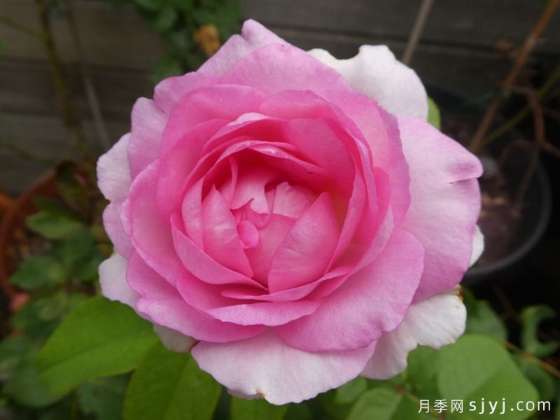 比弗利月季/激情香水/粉红完美/索菲达旺Beverly(图4)