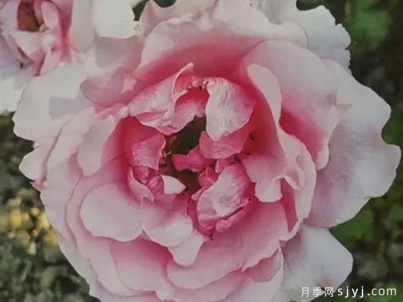 比利时公主斯蒂芬妮月季Princesse Stephanie de Belgique(图1)