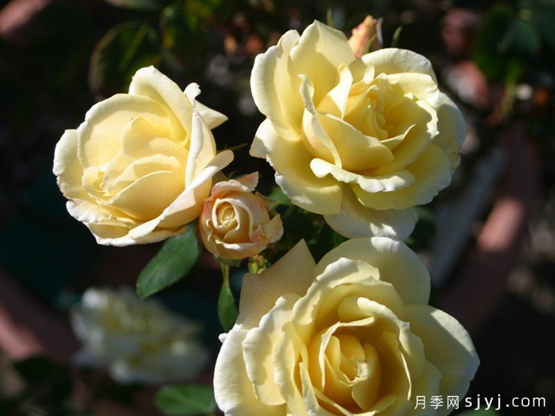 彼得阿隆索月季Peter Alonso(图1)