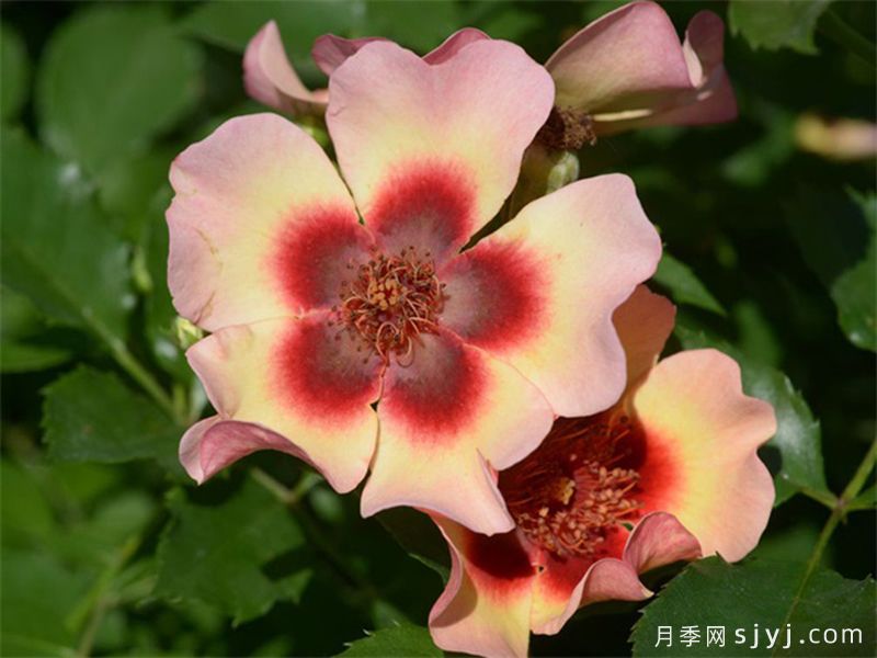 别致巴比伦眼睛月季Fancy Babylon Eyes(图2) 别致巴比伦眼睛月季Fancy Babylon Eyes(图2)