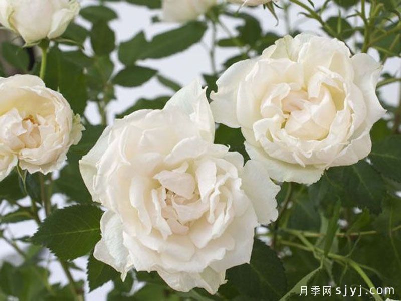 冰冠月季/冰冠玫迪兰月季Icecap(图3)