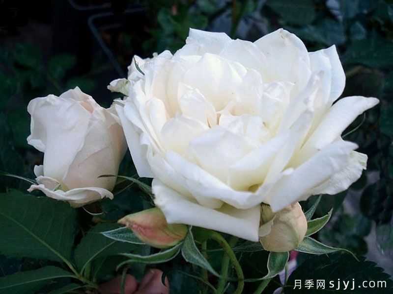 冰冠月季/冰冠玫迪兰月季Icecap(图4)