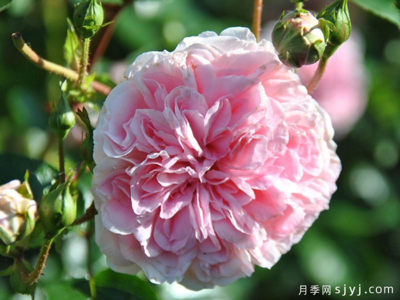波萨诺瓦月季/农神/巴萨诺瓦Bossa Nova(图3) 波萨诺瓦月季/农神/巴萨诺瓦Bossa Nova(图3)