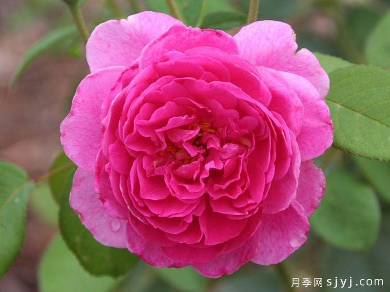 波特梅里恩月季Portmeirion(图1)