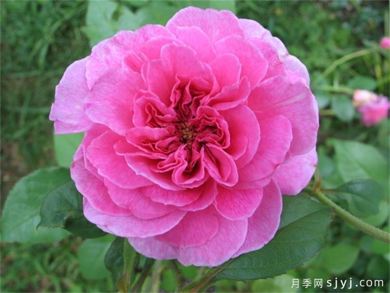 波特梅里恩月季Portmeirion(图2)