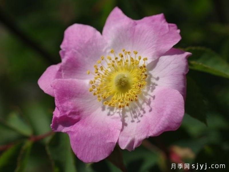勃艮第月季Bourgogne(图2)