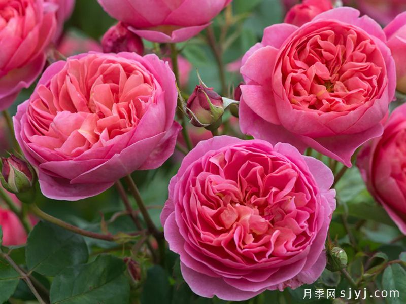 博斯科贝尔月季/博斯克贝尔月季Boscobel(图2)