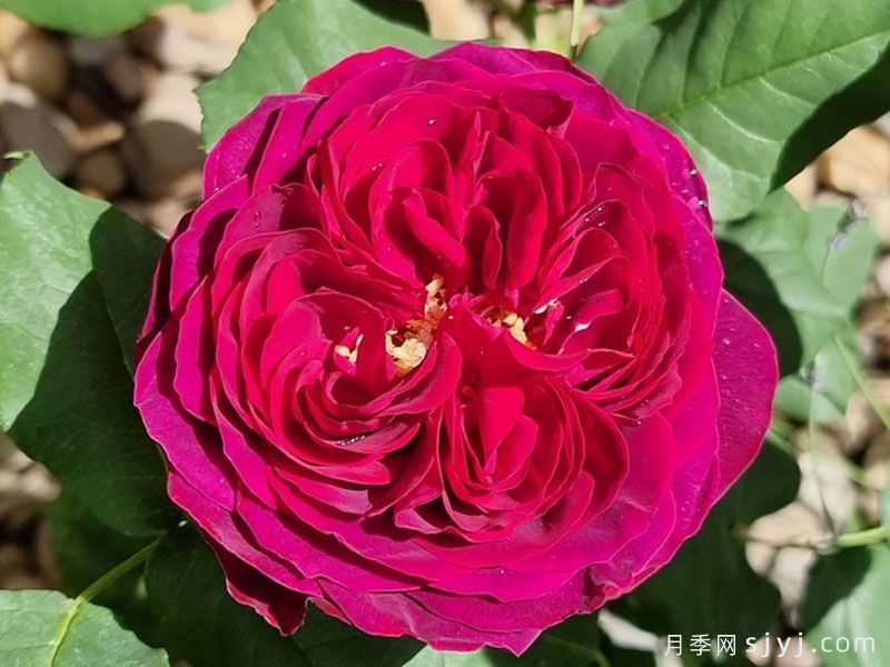 不眠之夜月季/黑鱼子酱月季/哈登伯格夫人Black Caviar(图2)