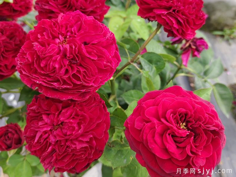 不眠之夜月季/黑鱼子酱月季/哈登伯格夫人Black Caviar(图3)