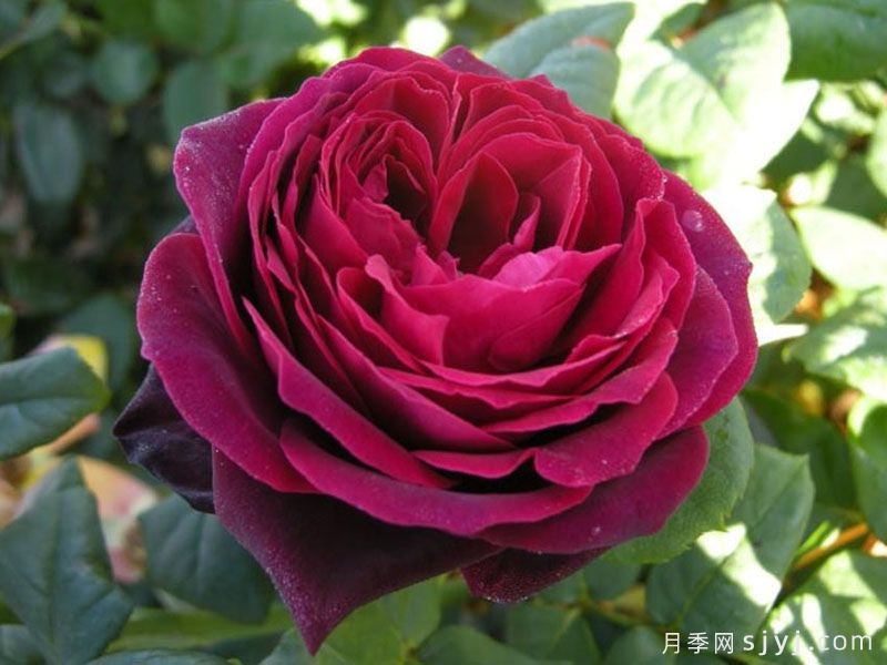 不眠之夜月季/黑鱼子酱月季/哈登伯格夫人Black Caviar(图5)