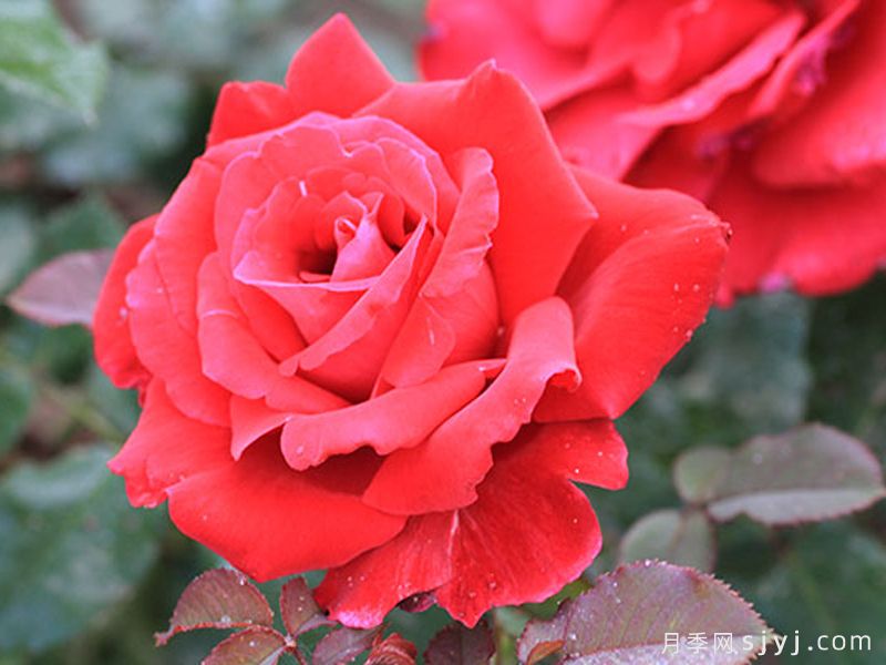 布达议员月季Senator Burda(图3)