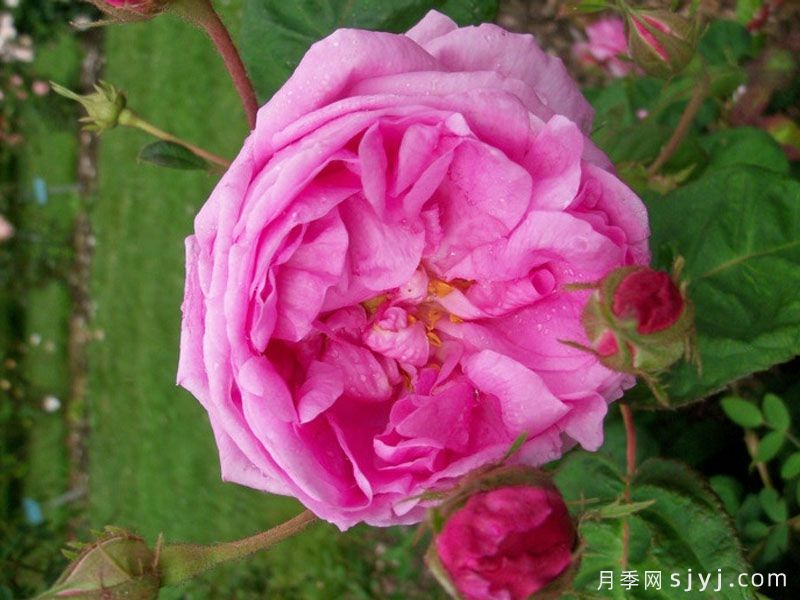 布莱塔月季/布列塔Bullata(图2) 布莱塔月季/布列塔Bullata(图2)