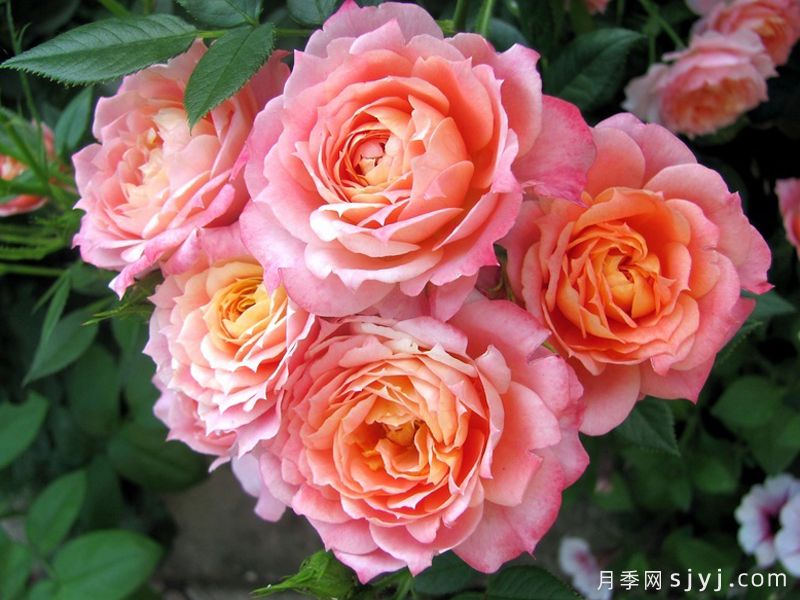 布里奥萨月季Briosa(图1)