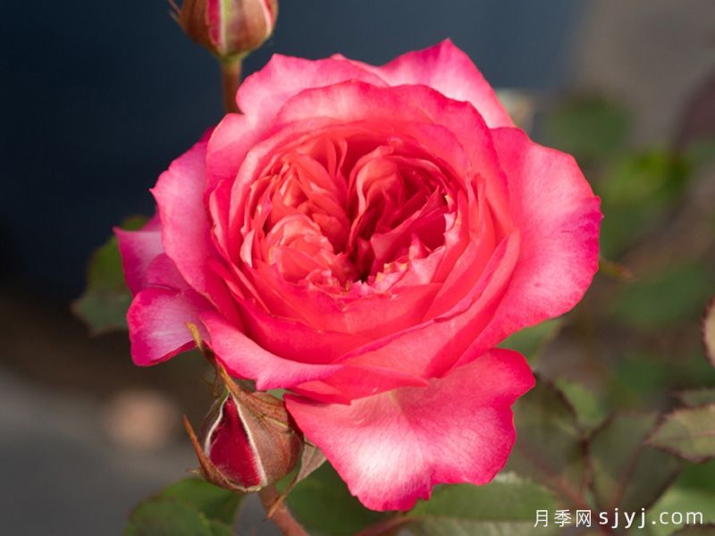 采薇月季(图1)