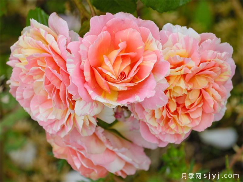 彩蝶月季(图2)