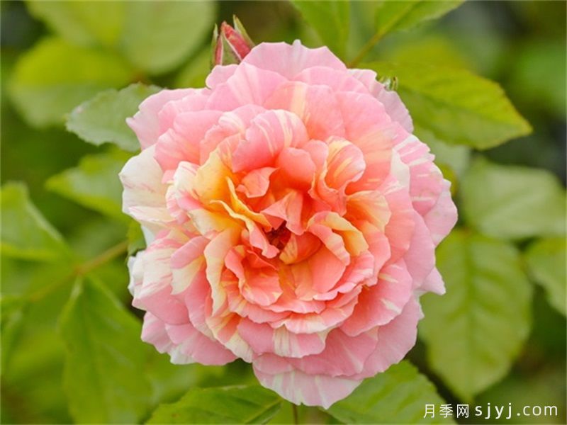 彩蝶月季(图1)