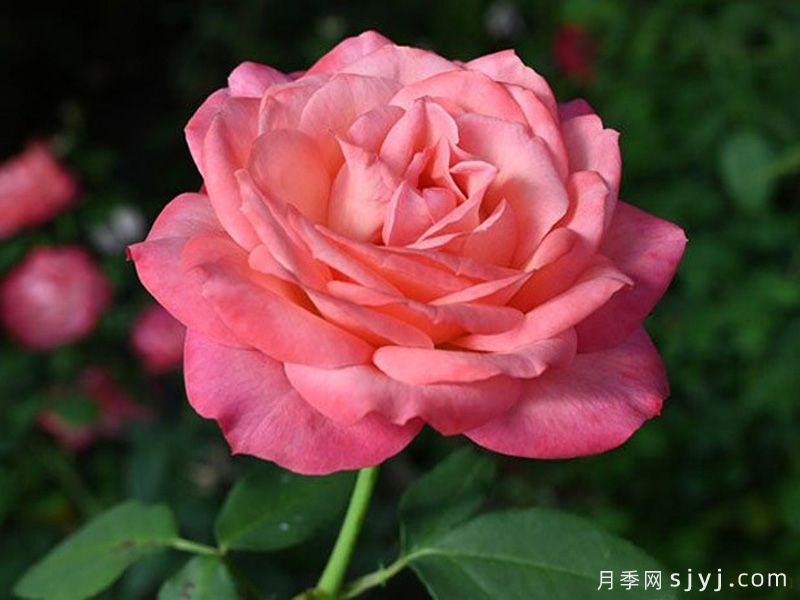 彩霞月季/晚霞(图1) 彩霞月季/晚霞(图1)