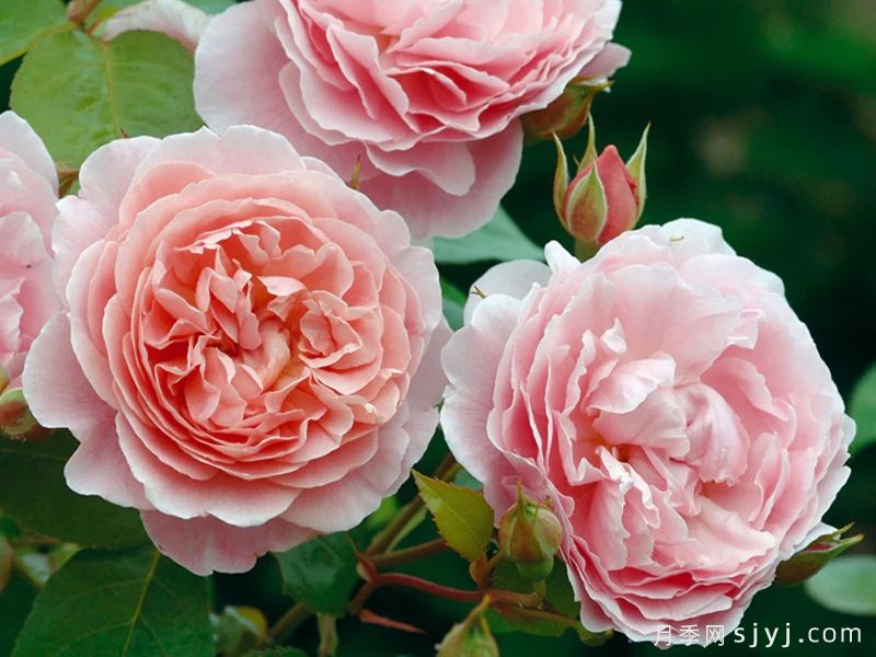 草莓山月季Strawberry Hill(图1)