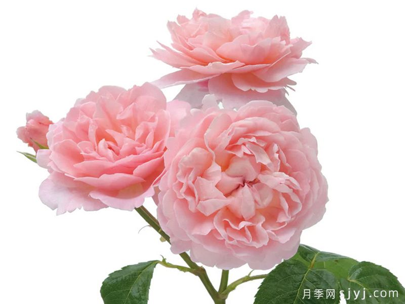 草莓山月季Strawberry Hill(图4)
